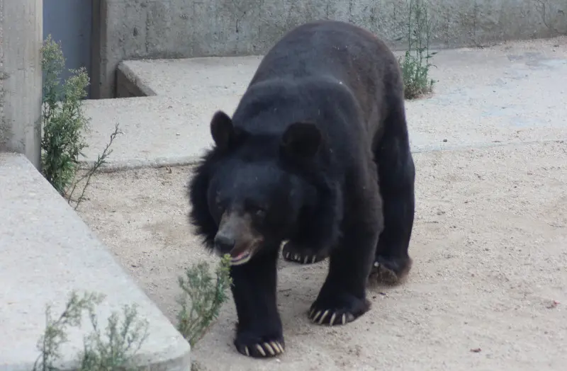 Ursus tibetanus, oso tibetano u oso del himalya