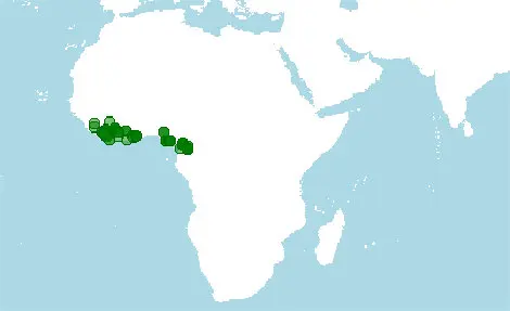 Distribución de Crossarchus obscurus, mangosta hiciquilarga.