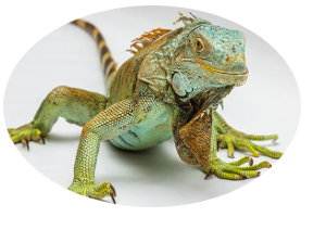 Especies de iguanas