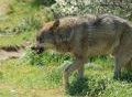 Lobo Park, un lugar para conocer a los lobos en semilibertad