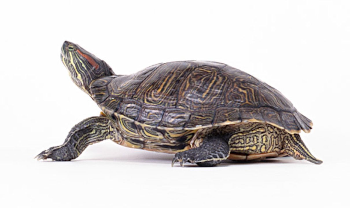 Tipos o clases de tortugas, sus cuidados y reproducción