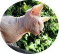 Estándar del gato sin pelo sphynx según normativa FIFe