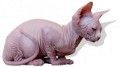 El gen “Hr” o alopecia hereditaria en el gato sin pelo egipcio o esfinge