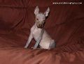 Historia del perro sin pelo del Perú
