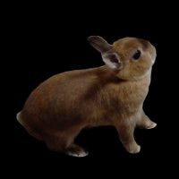 Conejo holandés enano