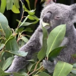 koala-phascolarctos-cinereus