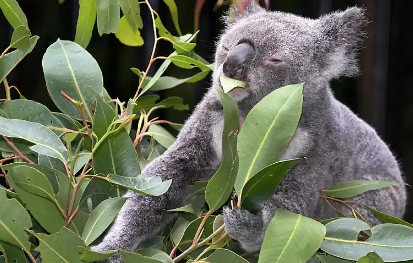 Koala, Phascolarctos cinereus, marsupial con aspecto a un oso de peluche