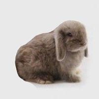 Raza de conejo belier miniatura