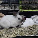 razas-conejos-enanos