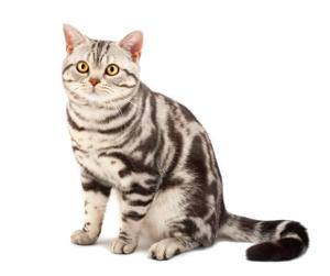American shorthair, gato americano de pelo corto