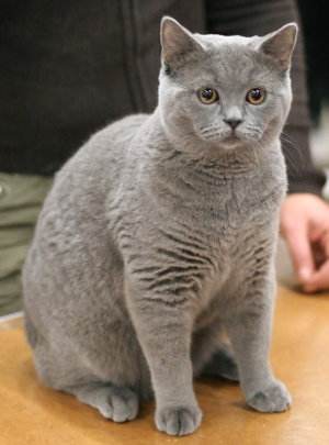 British shorthair, gato británico de pelo corto