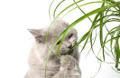 Hierba gatera, plantas beneficiosas y venenosas para gatos
