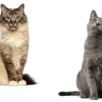 taxonomia-gato-domestico