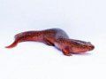 Pseudotriton ruber: salamandra roja
