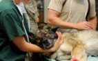 Patologías o enfermedades del aparato circulatorio en perros y gatos