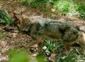 Ataques del lobo ibérico al ganado, un problema para los ganaderos afectados