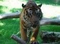 Ataques de leopardos y tigres en la India
