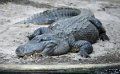 alligator-mississippiensis