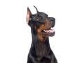Características del perro raza Dobermann