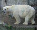 Información sobre el oso polar