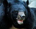 Información sobre el oso tibetano o del himalaya