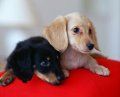 Parvovirosis canina, signos clínicos, medidas preventivas y curativas