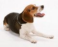 Piómetra canina, evolución de la enfermedad y el tratamiento
