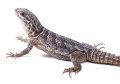 taxonomia-reptiles
