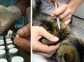 Vacunas para mascotas, protocolo y tipos