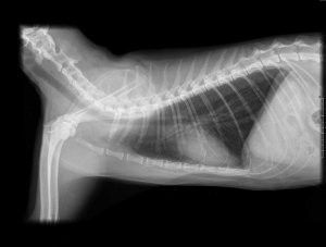 Radiologías de animales, radiografías de contrastes