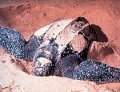 tortuga-laud-dermochelys-coriacea