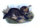 Ornitorrinco: Ornithorhynchus anatinus
