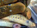 10 características de los agnatos (peces sin mandíbula), lampreas y mixinos. Ejemplos.