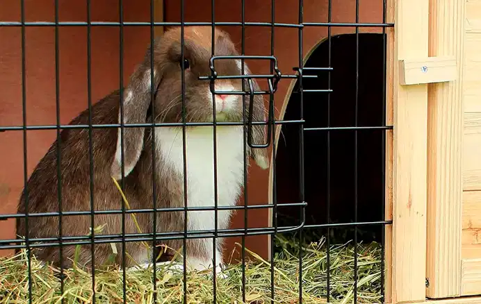 Jaula para conejos. Alojamiento de los conejos y tipos de jaulas.