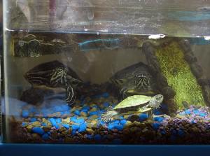 Acuaterrarios para tortugas de agua