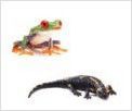 Anfibios, especies, clasificación, tipos