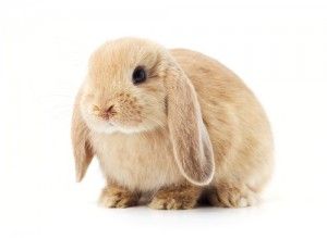 Conejos enanos, cuidados y mantenimiento