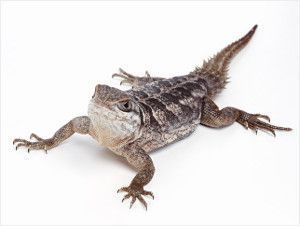 Comportamiento de los reptiles, adaptaciones y estrategias de defensa