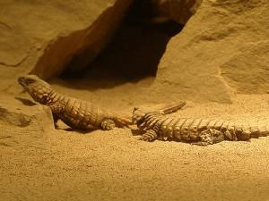 cordylus-cataphractus, lagarto armadillo