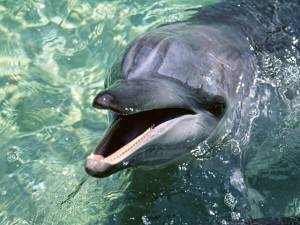 Delfines: Delfín oceánico, familia Delphinidae.