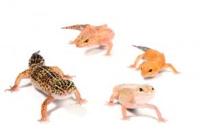 Geckos, diferentes variedades, sus cuidados en cautividad