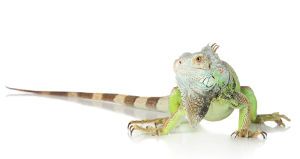 Iguana mascota, consejos sobre sus cuidados domésticos en el terrario