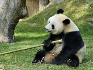 Ejemplar de oso panda, también denominado fajado por sus peculiares manchas blancas.