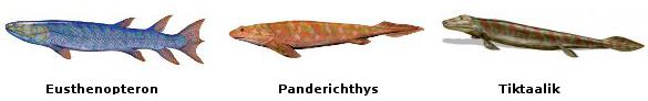 Peces ancestros de los tetrápodos; Eusthenopteron, Panderichthys rhombolepis. Tiktaalik roseae