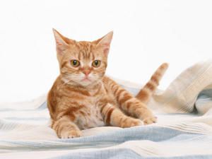 Club felinos o asociaciones de gatos, fines y organización