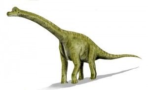 Brachiosaurus, dinosaurio saurópodo hervívoro