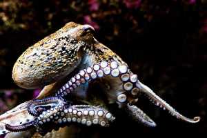 Cefalopodos, clase Cephalopoda