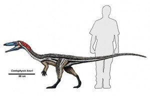 Coelophysis, dinosaurio terópodo