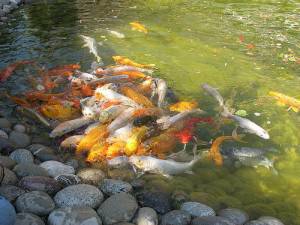 Decoración de jardines, estanques y fuentes para peces y otros animales