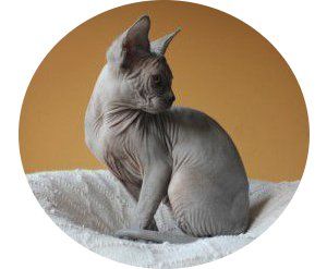Estándar gato esfinge según la WCF ( World Cat Federation)
